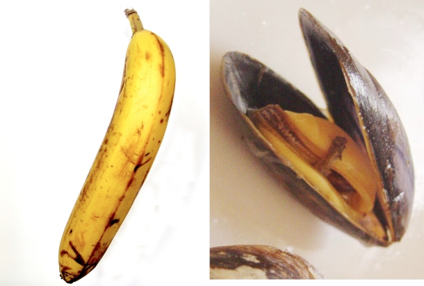 bananamussel